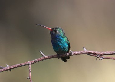 Geniş gagalı sinekkuşu (erkek) bir dala tünemiş (cynanthus latirostris))