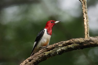 Kızıl başlı ağaçkakan (melanerpes erythrocephalus)