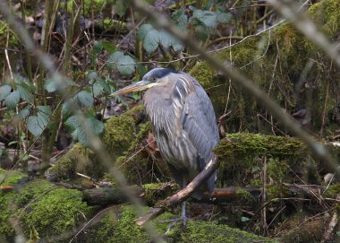 Büyük Mavi Balıkçıl (ardea herodias)