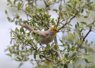 Verdin bir ağaç dalına tünemiş (auriparus flaviceps))