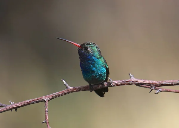 Geniş Gagalı Sinekkuşu Erkek Bir Dala Tünemiş Cynanthus Latirostris — Stok fotoğraf