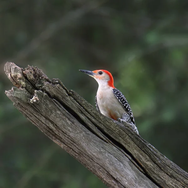 Red Bellied Woodpecker Male Melanerpes Carolinus — Stock Photo, Image