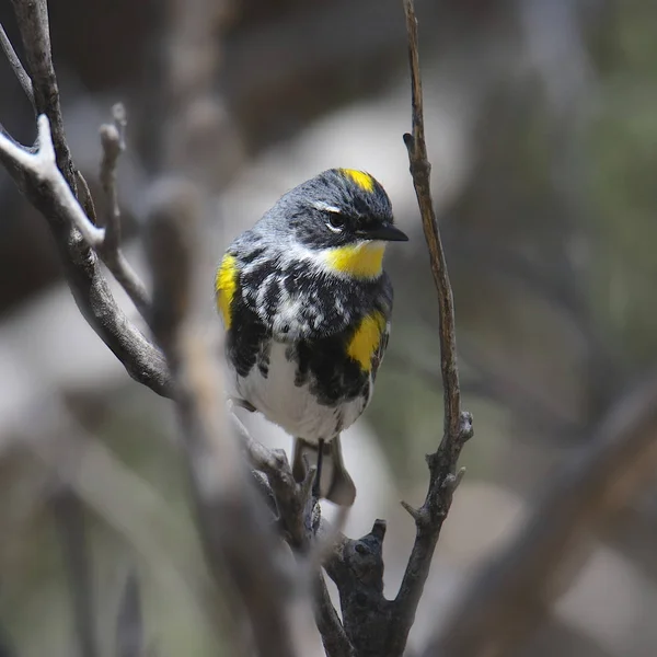 Paruline Polyglotte Audubon Été Setophaga Coronata — Photo