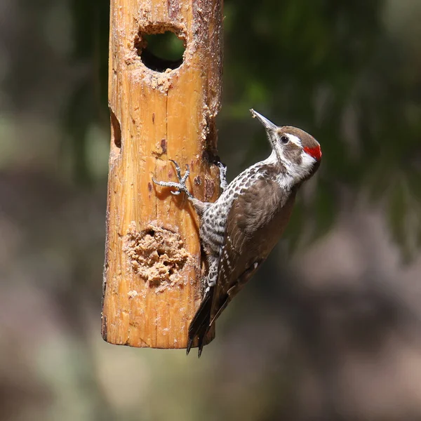 Arizona Ağaçkakanı (erkek) (leuconotopicus arizonae))