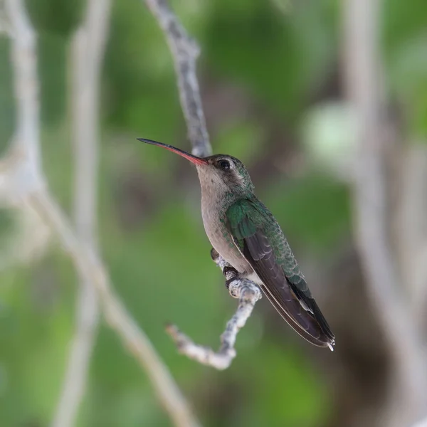 Breedgefactureerde Kolibrie Vrouwelijk Cynanthus Latirostris — Stockfoto