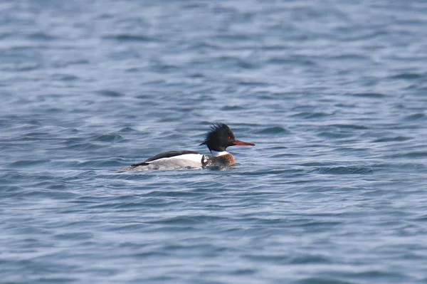 Rotbrust Merganser Männlich Mergus Serrator — Stockfoto