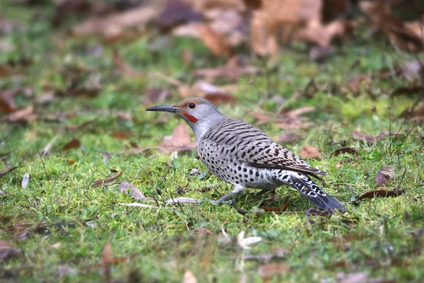 Flicker Settentrionale Albero Rosso Maschio Colaptus Auratus — Foto Stock