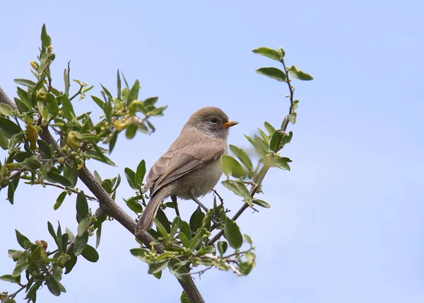 Verdine Juvénile Auriparus Flaviceps Attente Être Nourrie — Photo