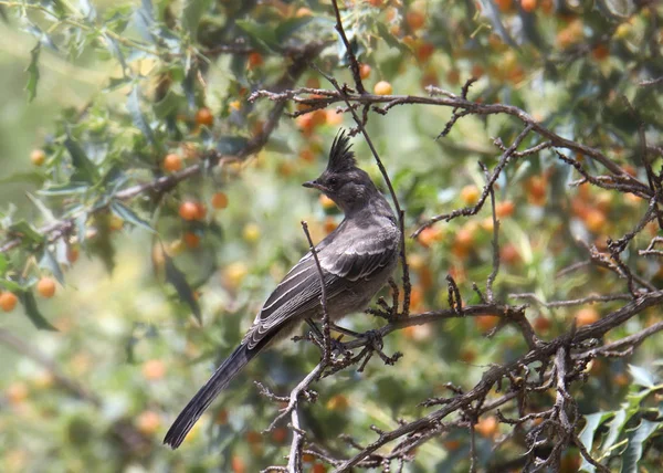 Phainopepla Samica Fainopepla Nitens Krzewie Jagodowym — Zdjęcie stockowe