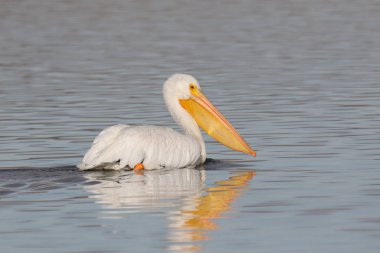 Amerikan Beyaz Pelikanı (pelecanus erythrothynchos)