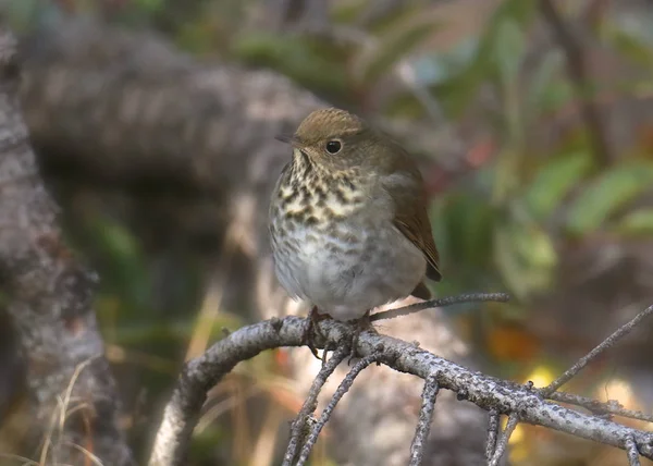 Hermit Thrush (katarus guttatus)