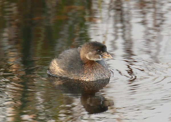 Grebe Bico Torto Podilymbus Podiceps — Fotografia de Stock