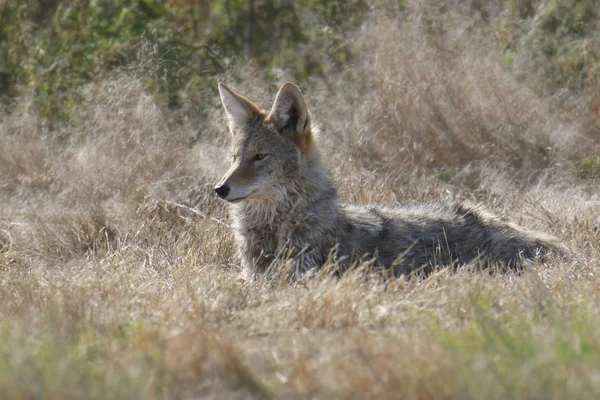 Coyote Sitting Some Grass Canis Latrans — Stock Photo, Image