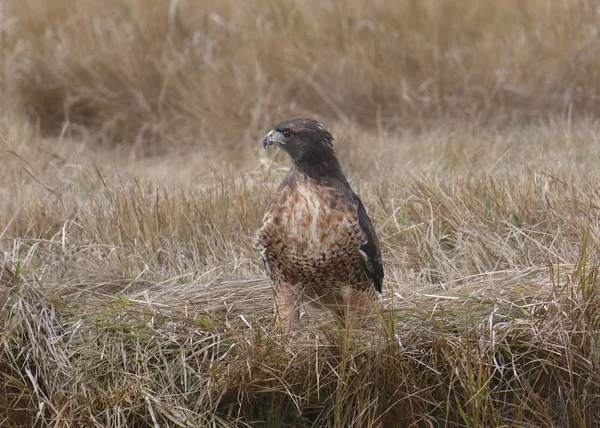 Buse Queue Rousse Assise Par Terre Buteo Jamaicensis — Photo