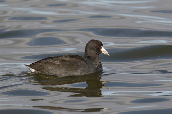 Coot Americano Fulica Americana — Fotografia de Stock