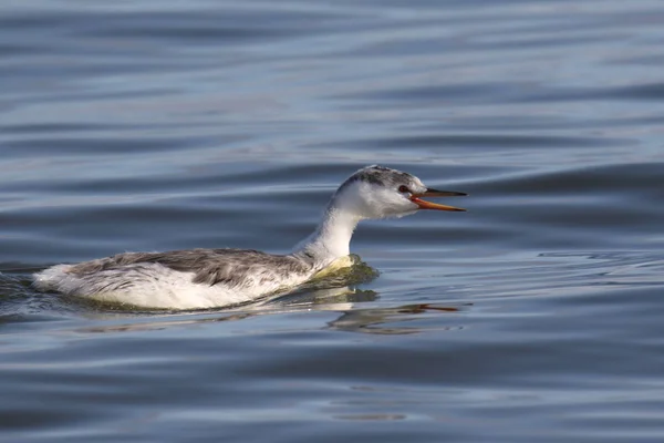 Clark Grebe Juvenile Aechmophorus Clarkii Begging Food — Stock Fotó