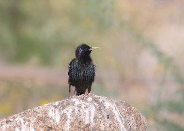 Avrupa Sığırcığı (üreme) (sturnus vulgaris))