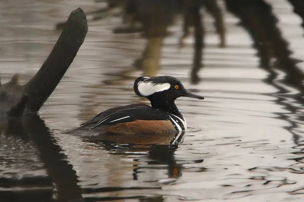 Hooded Merganser Male Lophodytes Cucullatus — Stock Photo, Image