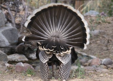 Vahşi Türkiye (erkek) (yelpazeli kuyruk) (meleagris dörtnala))