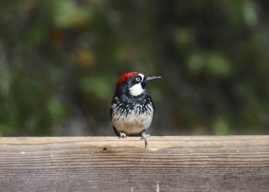 Palamut Ağaçkakan (erkek) (melanerpes formicivorus)
