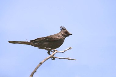 Phainopepla (dişi) (phainopepla nitens)