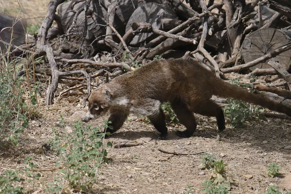 Coati Coatimundis Casulo Nariz Porco — Fotografia de Stock