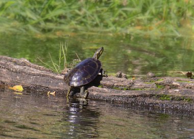 Sarı Göbekli Kaypak Kaplumbağa (Trachemys scripta scripta)