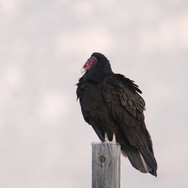 Türkiye Akbabası (kapüşonlu) (katartes aura))