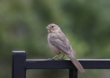 Canyon Towhee (melozone fusca))