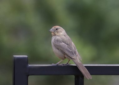 Canyon Towhee (melozone fusca) clipart