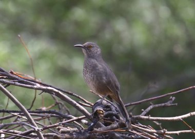 Eğri gagalı Thrasher (toksozom curviroste)