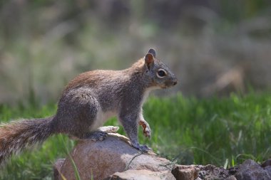 Arizona gri sincap (Sciurus arizonensis)