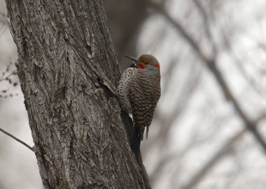 Kuzey Flicker (Kırmızı saplı, erkek) (Kolaptus auratus))