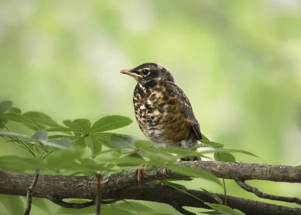 Robin Americano Inmaduro Turdus Migratorius — Foto de Stock