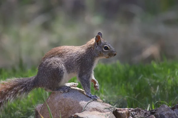 Arizona Grå Ekorre Sciurus Arizonensis — Stockfoto