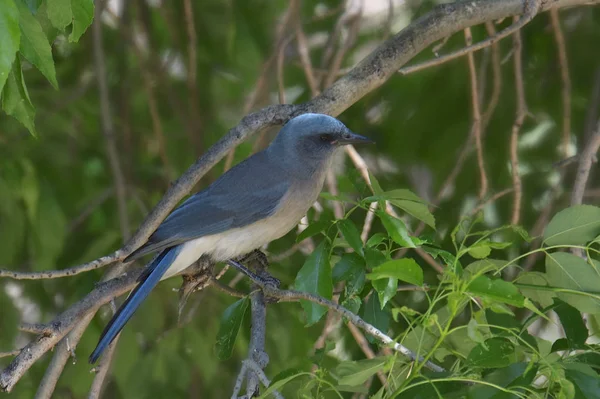 Mexican Jay Aphelocoma Wollweberi — Stock Photo, Image