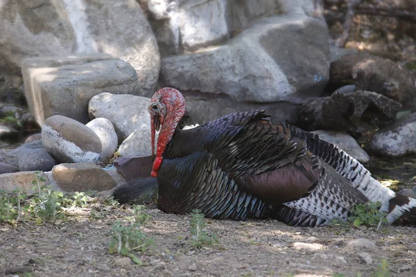 Wild Turkey Male Sitting Ground Meleagris Gallopavo — Stock Photo, Image