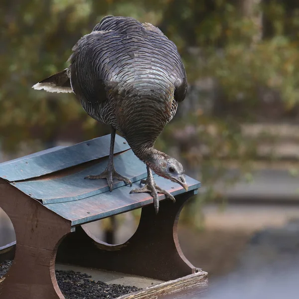 Vahşi Türkiye Dişi Kuş Besleyicisine Baskın Yapıyor Meleagris Dörtlü Pavo — Stok fotoğraf