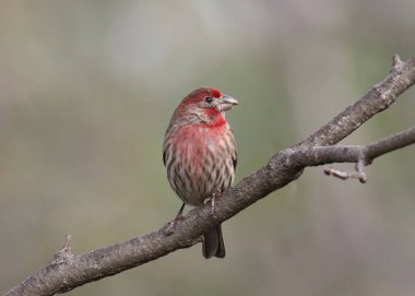 Finch Hanesi kırık gagalı (haemorhous mexicanus))