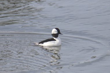 Bufflehead Duck (erkek) (bucephala albeola)