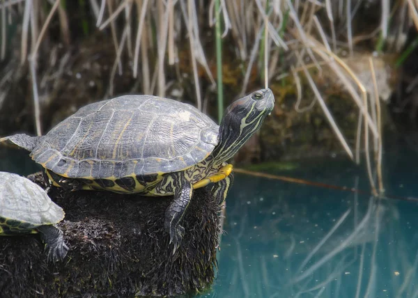 Kırmızı Kulaklı Kaypak Kaplumbağa Trachemys Script Elegans — Stok fotoğraf