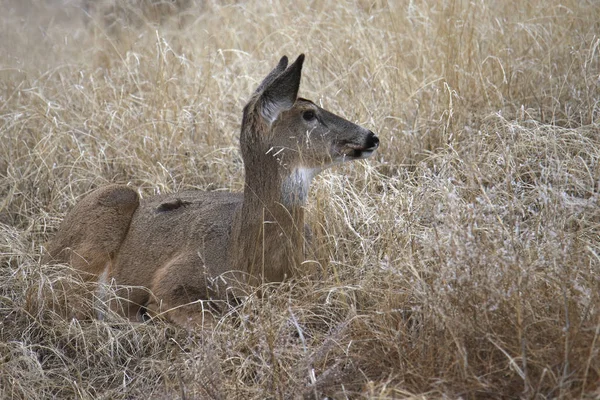 Cervos Cauda Branca Sentados Grama Odocoileus Virginianus — Fotografia de Stock