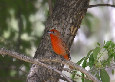 Hepatik Tanager (erkek) (piranga flava)