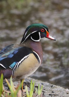 Wood Duck (erkek) (aix sponsa))