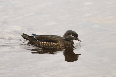 Wood Duck (kadın) (aix sponsa))