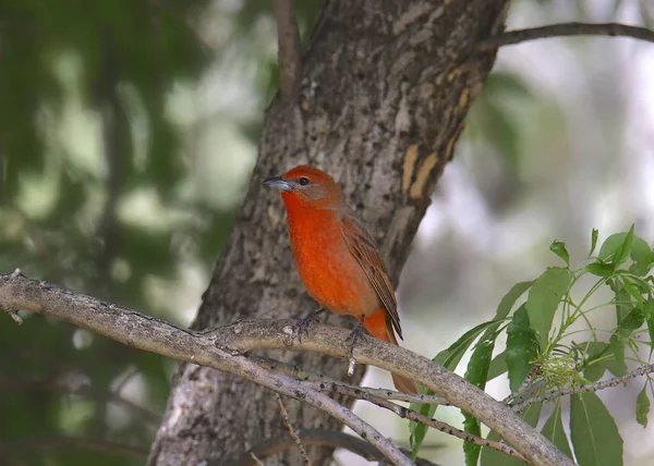 Hepatik Tanager (erkek) (piranga flava)