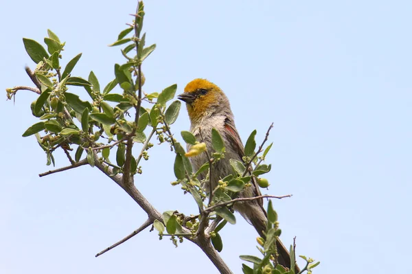 Verdine Auriparus Flaviceps Seins Pendulines — Photo