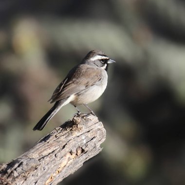 Siyah Boğaz Serçesi (amphispiza çifteata)