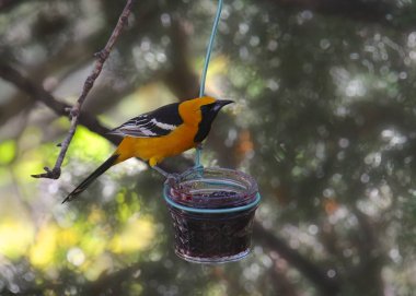 Kapüşonlu Oriole (erkek) jöle kavanozundan yemek (icterus cucullatus))
