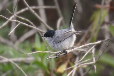 California Gnatcatcher (erkek) (polioptila calizina))